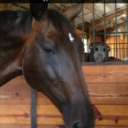 ifonlyiwerearuess avatar