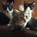 iforgotmyresponsibilty avatar