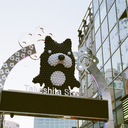 ifyoucantdodgeitpanoramit avatar