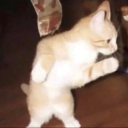 ihatecheeseihatecheese avatar