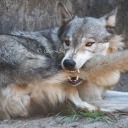 iheartspritezero avatar