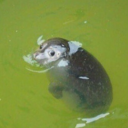 ihmisoikeuksista avatar