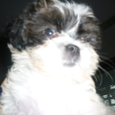 ihtdumsbihntw avatar