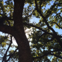 ijustcantbecauseno avatar