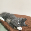 ijustwantaburrito avatar