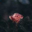 iknowradghosts avatar