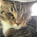 iknowthegammer avatar