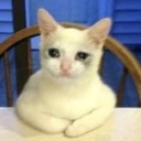 ilickedyourblog avatar