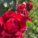 ilike-skittles05 avatar