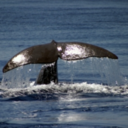 ilikewhaletails-blog avatar