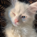 iliveforbooks avatar