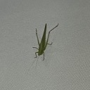 ilk-insolence avatar