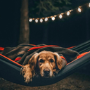 ill-keep-wandering avatar