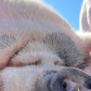 illgiveyousunshine avatar