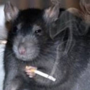 illinois-james avatar