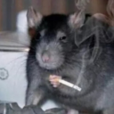 illiterate-oscillating-rat avatar