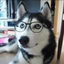 illiteratehusky avatar