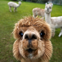 illmanneredalpaca avatar