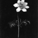 illuminfae-ix avatar