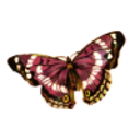 illusion-and-dream avatar