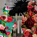 illusionneverchangedx avatar