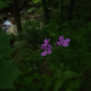 illusionsofpeace avatar