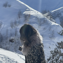 illusionsvsus avatar