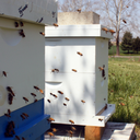 illustrators-apiary avatar