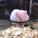 illustriousham avatar