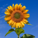 iloveasunflower avatar