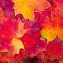 iloveautumnandfall avatar