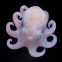 ilovecephalopods avatar