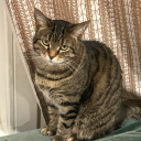 iloveeeemycat avatar