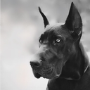 ilovegreatdanes avatar