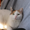 ilovemycatmorethanilleverloveyou avatar