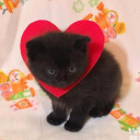 ilovemygirlfriendallthetime avatar