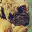 ilovepugs avatar