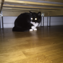 ilovetobeignored avatar