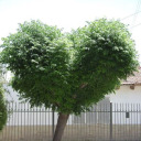 ilovetreesreal avatar