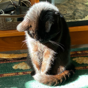 ilparadisoriparato avatar