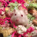 iluvhamsters avatar