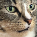 iluvwadethesquish avatar