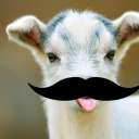 im-a-goat-in-disguise avatar