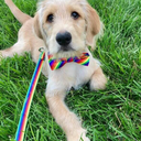 im-a-muse-drone avatar