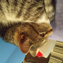 im-gay-for-chibbs-juiceyandtiggy avatar