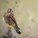 im-going-to-eat-your-family avatar