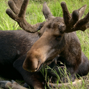 im-just-a-moose avatar