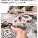 im-star-struck avatar