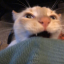 im-surviving-off-of-tea11 avatar