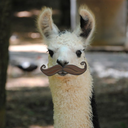 imactuallyallama avatar